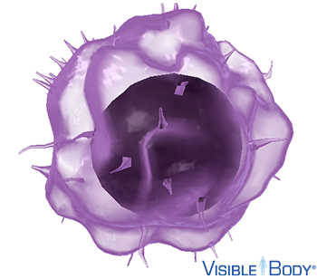 B cells play a major role in the body's adaptive immune response, controlling antibody-mediated immunity.