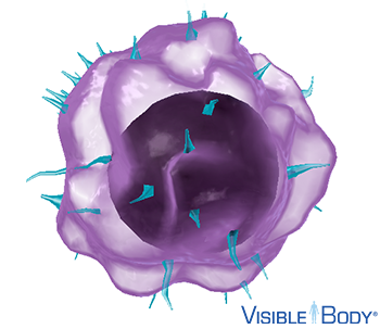 Lymphocytes have numerous fingerlike projections called microvilli.