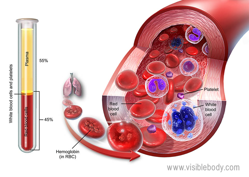 Blood is fluid connective tissue made up of living cells suspended in plasma.
