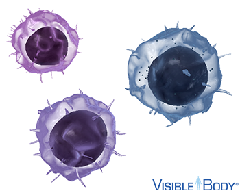 There are three types of lymphocytes—B cells, T cells, and natural killer (NK) cells.