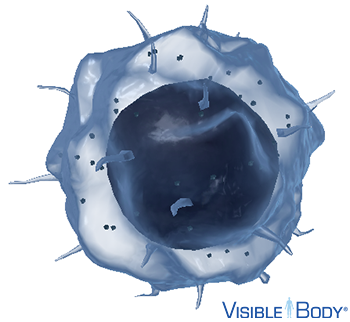 Natural killer cells are cytotoxic cells that identify virus-infected cells and tumor cells.