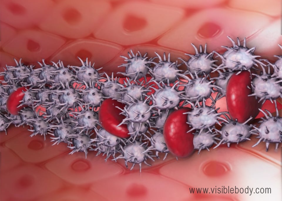 Platelets clump at sites of injury to prevent blood loss.