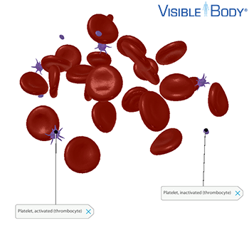 Platelets, also known as thrombocytes, are cell fragments that make up 2% of the total blood volume.