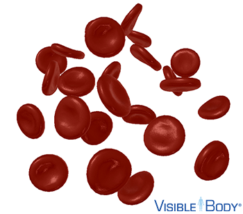 Red blood cells (RBCs), also known as erythrocytes, make up 40–45% of the total blood volume.