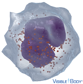 Eosinophils make up 1–3% of the circulating white blood cells in peripheral blood.