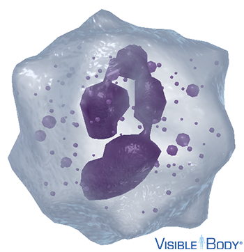 Neutrophils are the most abundant type of white blood cell.