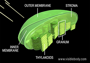 Different reactions during photosynthesis take place in different parts of the chloroplast