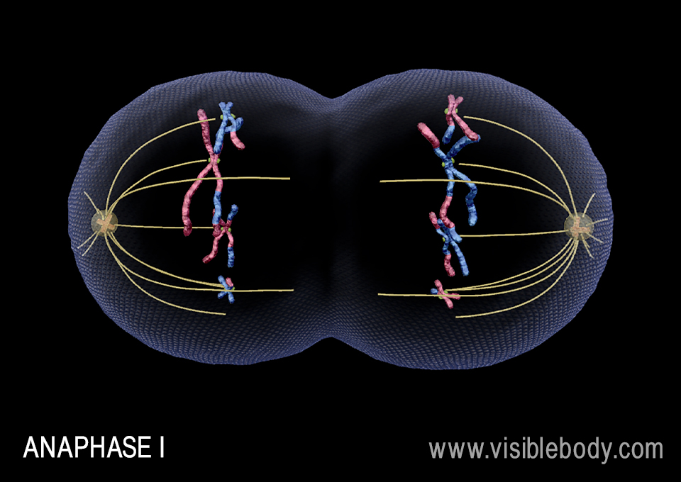 Spindle fibers pull the tetrads apart during anaphase I.