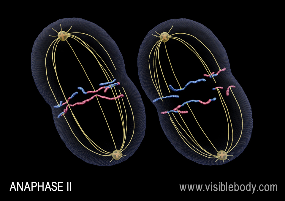 Spindle fibers pull the sister chromatids apart during anaphase II.