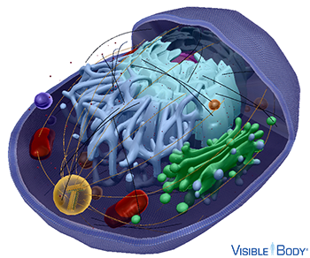 Glossary: Cells Glossary: Cells