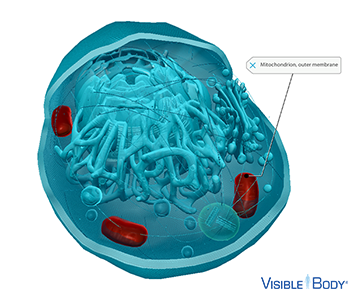 Mitochondria generate adenosine triphosphate (ATP)—the cell's main source of energy—via aerobic respiration.
