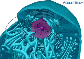 The nucleus is a large membrane-bound organelle that contains the genetic information of eukaryotic cells.