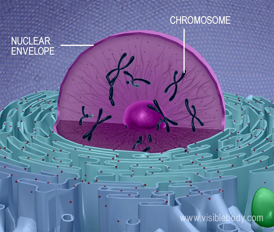 animal cell 3d