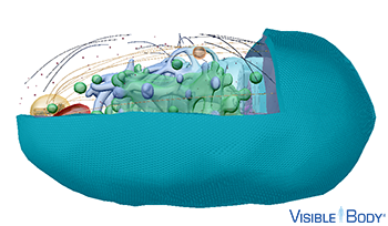 The plasma membrane surrounds and protects the cytoplasm while allowing the passage of certain materials in and out of the cell.