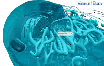 The primary function of ribosomes is protein synthesis.