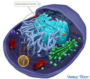 Glossary: Cells Glossary: Cells