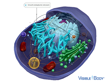 Glossary: Cells Glossary: Cells