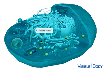 Transport vesicles fuse with and arise from the edges of the Golgi body’s cisternae.