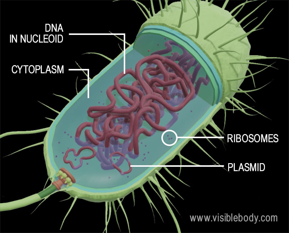 3d rendering of the structures of a bacteria cell (top view)