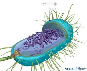 The capsule protects the cell from phagocytosis and toxic materials.