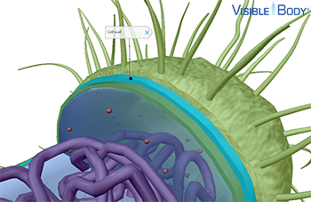 The cell wall of the bacterial cell is external to the plasma membrane.