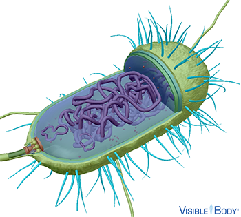 Fimbriae are short protein tubes that extend from the cell wall and cover the cell's surface.