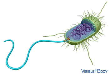 Some bacteria have long projections called flagella, which move them through their liquid surroundings.