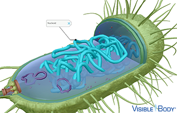 The nucleoid is a region that contains the bacterial cell's coiled, circular chromosomal DNA.