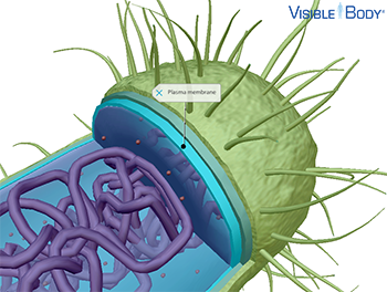 The plasma membrane surrounds and protects the cytoplasm while allowing the passage of certain materials in and out of the cell.