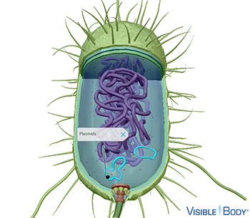 Bacterial cells have plasmids, small, circular DNA molecules that carry nonessential genes that help them survive in extraneous conditions.