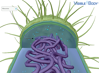 The primary function of ribosomes is protein synthesis.