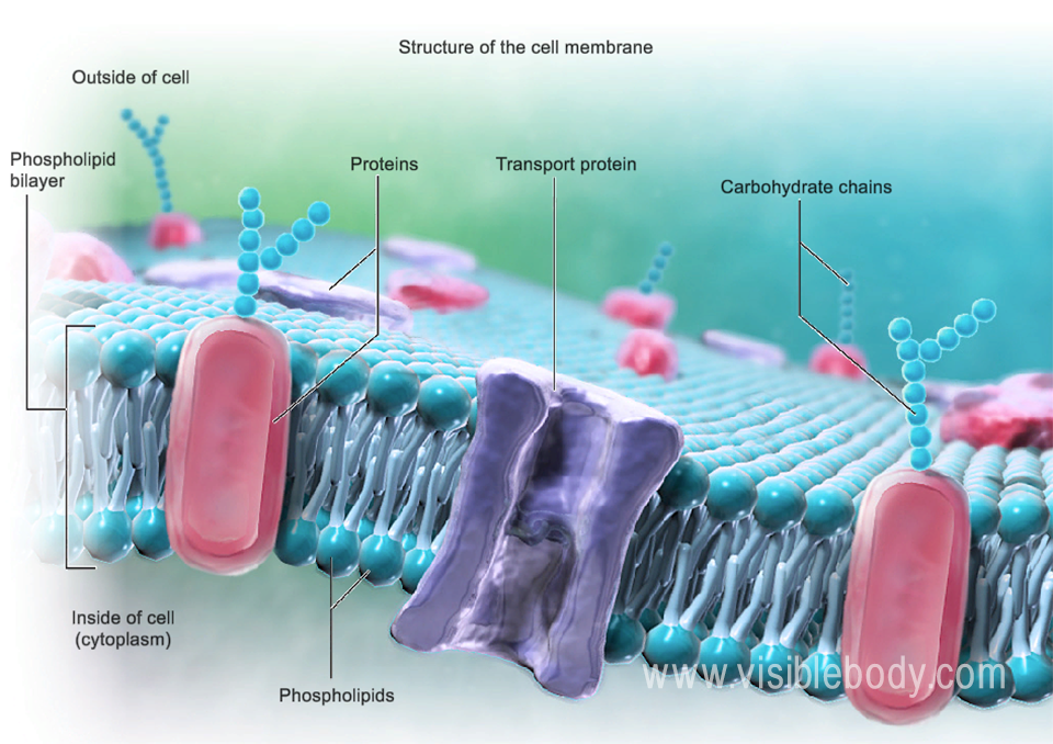 The plasma membrane is a lipid bilayer.