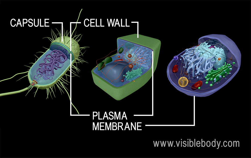 Animal, plant, and bacterial cells are surrounded by a plasma membrane. Plant cells and bacterial cells also have a cell wall.