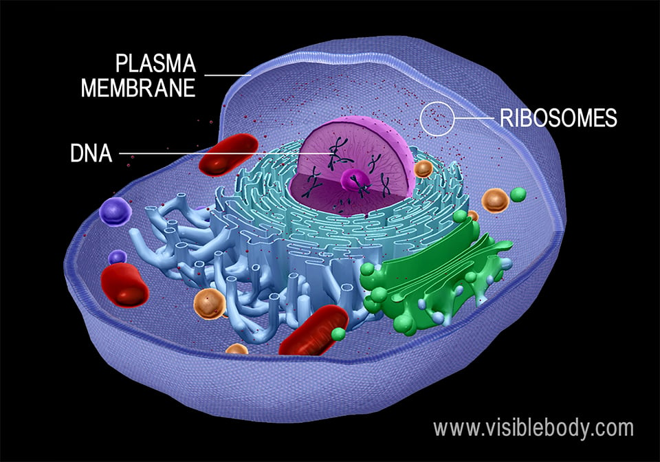 Cells have a plasma membrane and contain ribosomes and genetic material