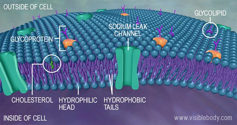 The plasma membrane is a lipid bilayer.