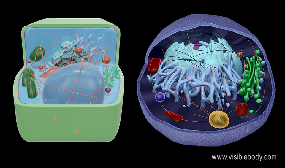 3d renderings of a plant cell and an animal cell with internal structures
