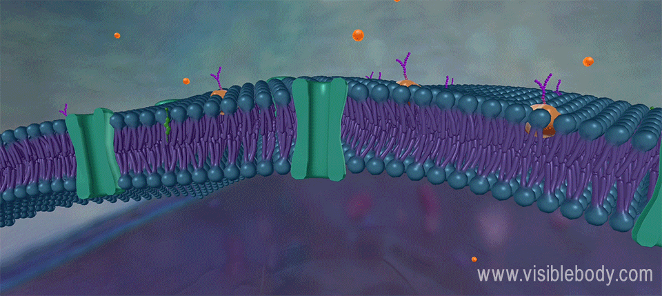 Sodium crossing the plasma membrane through sodium leak channels is an example of facilitated diffusion.
