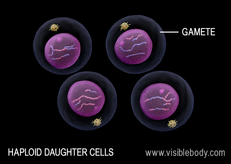 The result of meiosis is four genetically unique haploid daughter cells.