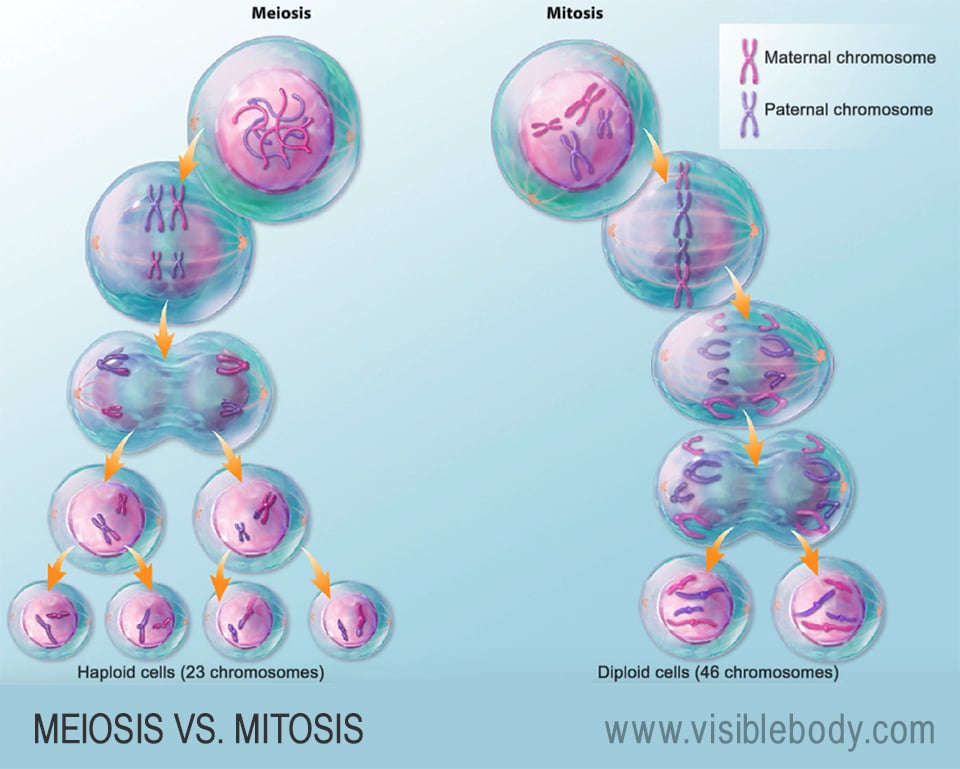 Diploid germ cells divide via meiosis to form haploid gametes.
