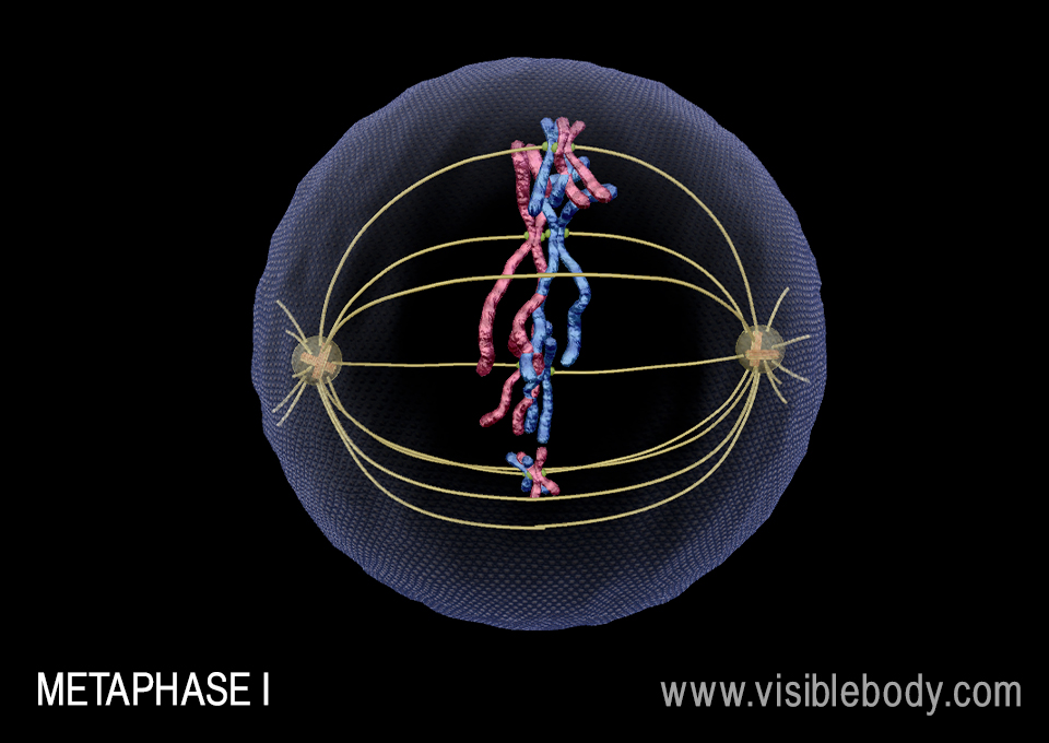 Tetrads line up at the center of the cell during metaphase I.