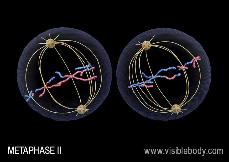 Spindle fibers line the chromosomes up at the center of the cell during metaphase II.