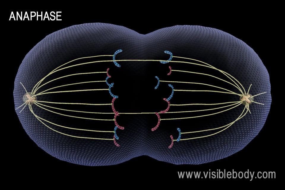 During anaphase, spindle fibers pull the chromosomes apart.