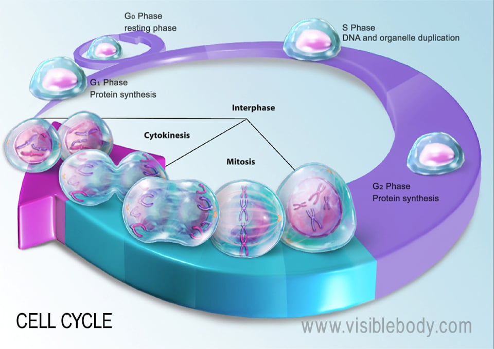 The life cycle of cells consists of a series of phases, which includes mitosis.
