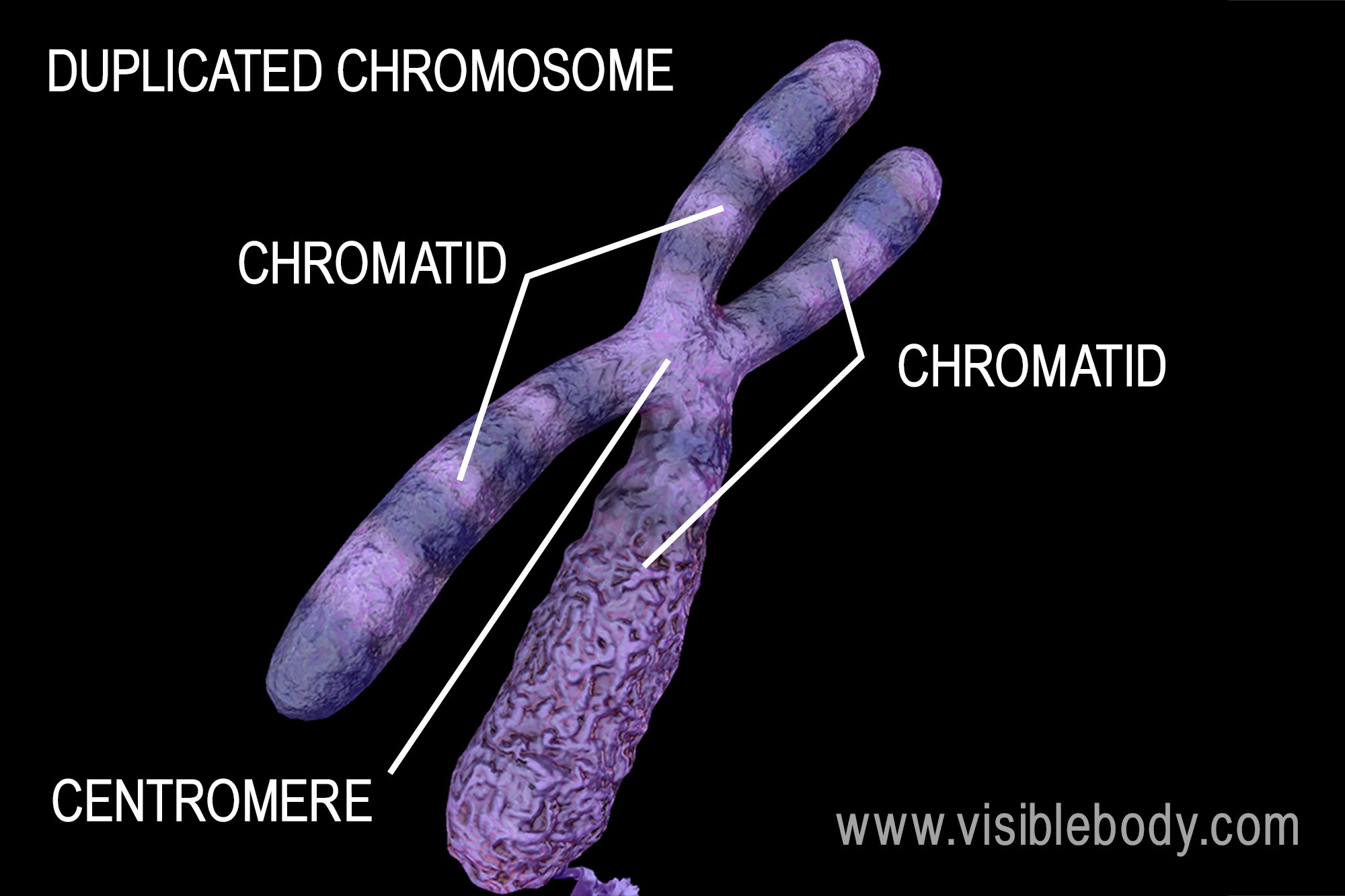 A duplicated and condensed chromosome, ready for mitosis!