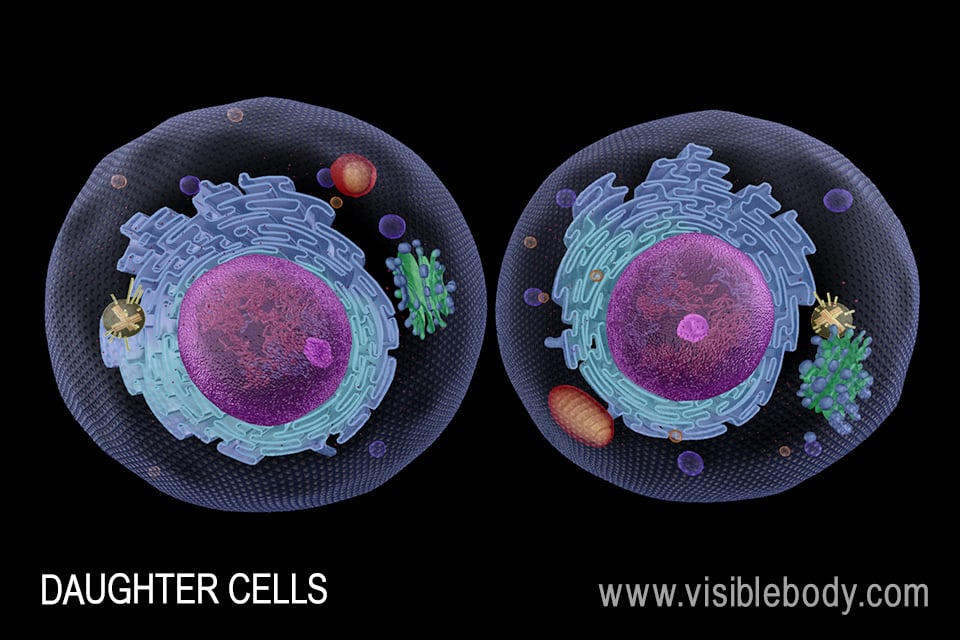 Mitosis results in two genetically identical daughter cells.