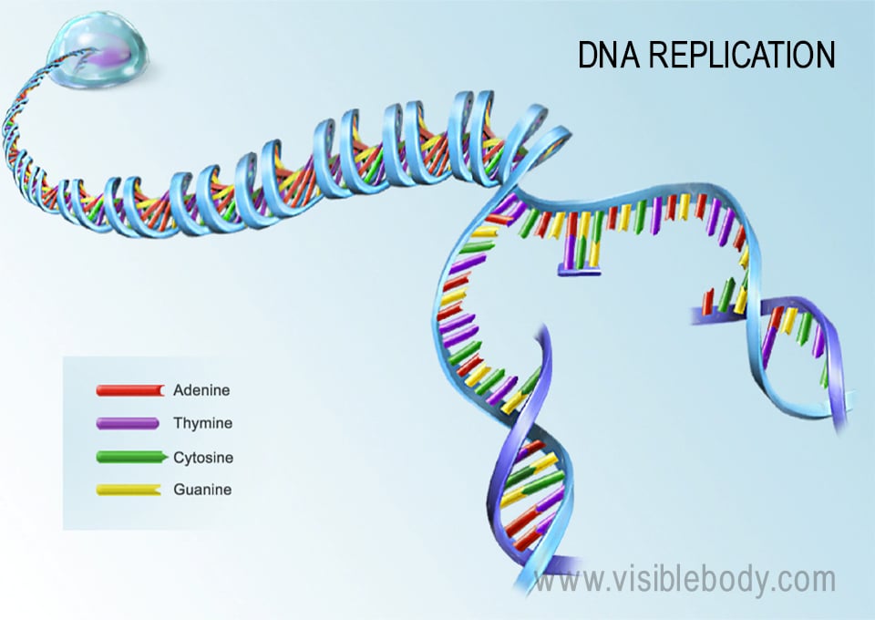 DNA replicates during S phase of the cell cycle.