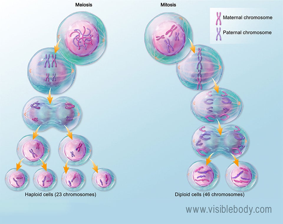 In the human body, sex cells divide via meiosis and somatic cells divide via mitosis