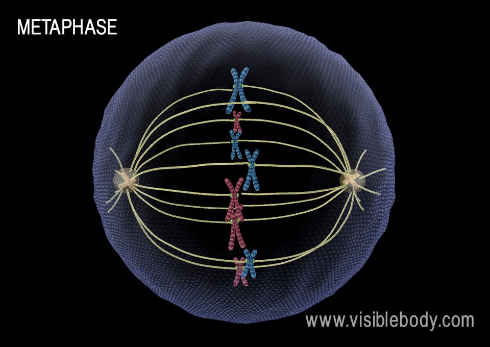 During metaphase, chromosomes line up at the center of the cell.