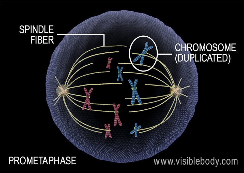 During prometaphase, the mitotic spindle begins to form.