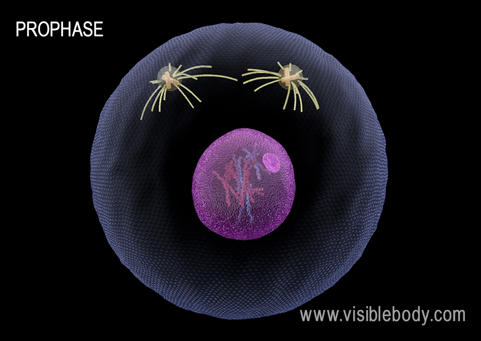 DNA condenses during prophase.